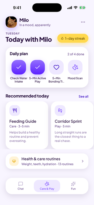 A daily plan made for your cat