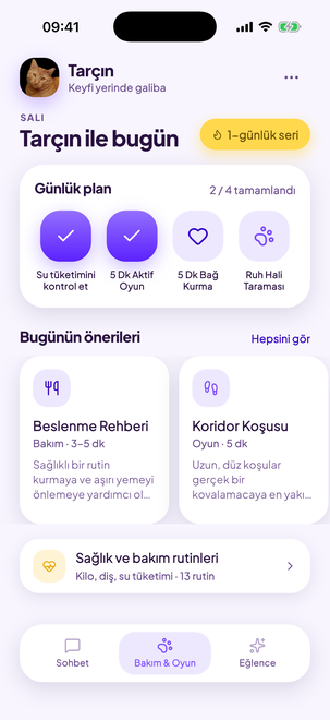 Kedinize özel günlük plan